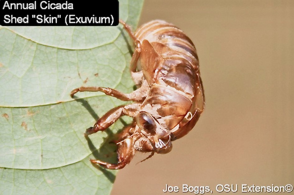 Annual Cicadas and Their Intimidating Wasp Nemesis: Part 1 | News